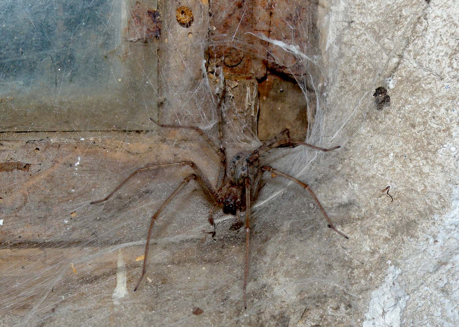 Tegenaria sp.